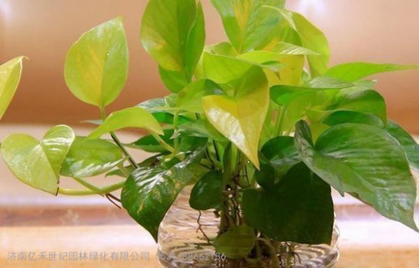 为什么绿萝会长黄叶子？